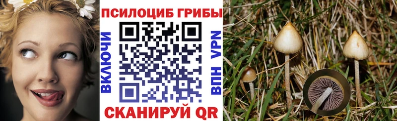 Купить где  Пролетарск  Псилоцибиновые грибы Psilocybine cubensis 